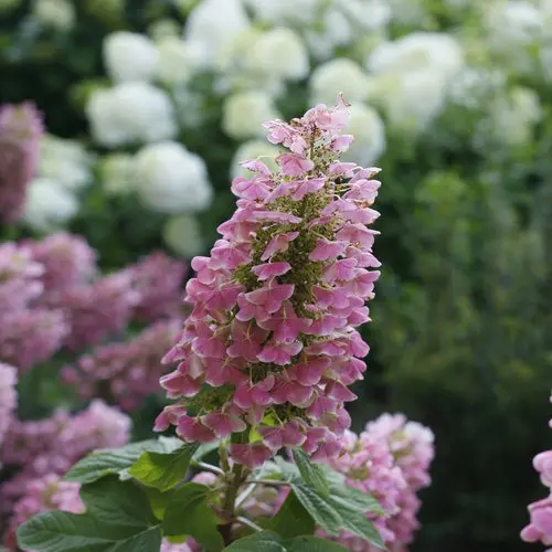 [1788603] Hydrangea Gatsby Pink