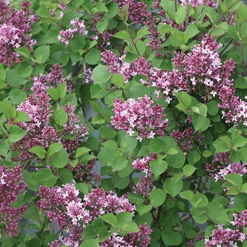 [1819603] Lilac Dwarf Purple Bloomerang