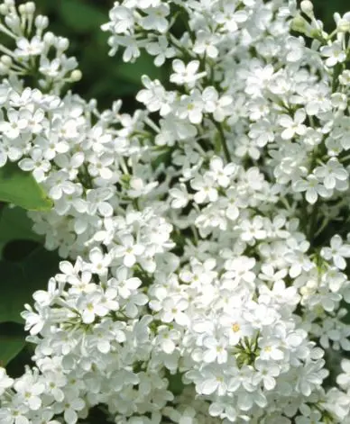 [1827603] Lilac Betsy Ross