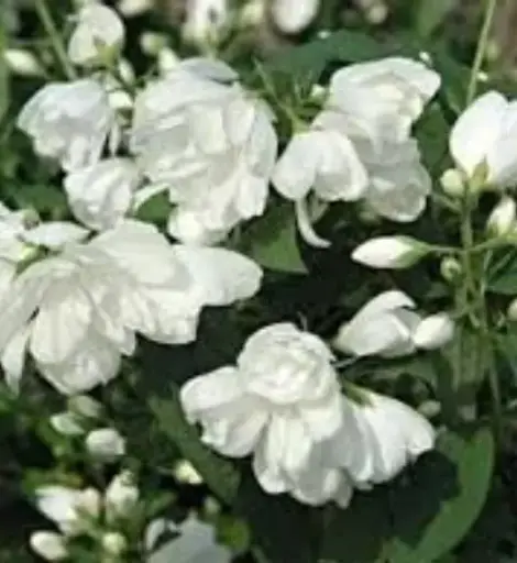 [1930605] Mockorange Snowbelle