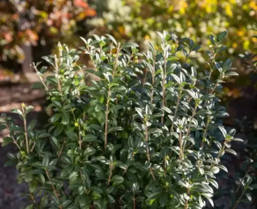 [1990603] Privet Straight Talk