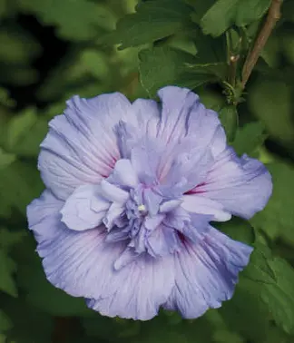 [2031603] Rose of Sharon Blue Chiffon