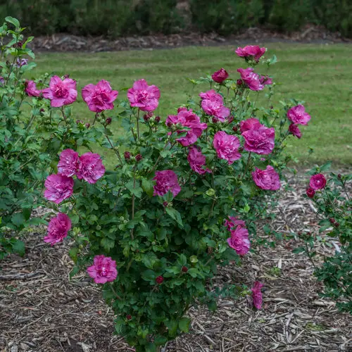 [2032603] Rose of Sharon Magenta Chiffon