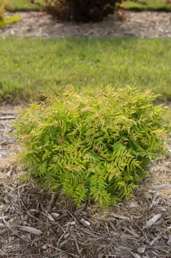 [2099603] Spirea Ash Leaf Matcha Ball 
