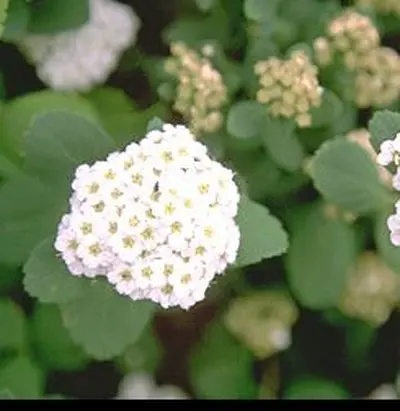 [2114603] Spirea White Frost