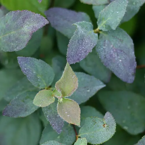 [2124603] Spirea Blue Kazoo Double Play