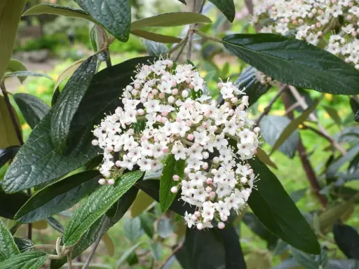 [2254603] Viburnum Prague