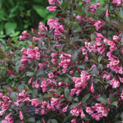 Weigela Fine Wine