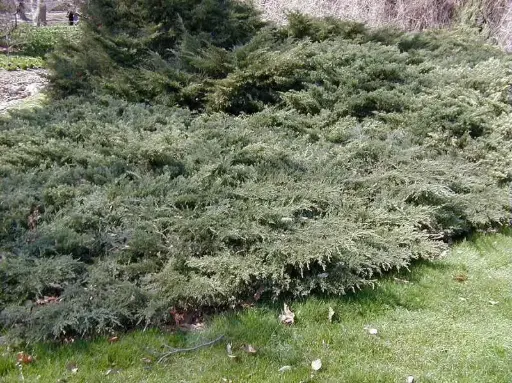 [2715605] Juniper Armstrong