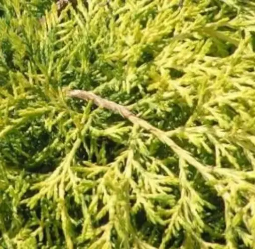 [2718605] Juniper Gold Lace