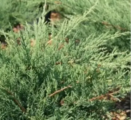 [2719605] Juniper Kallay's Compact