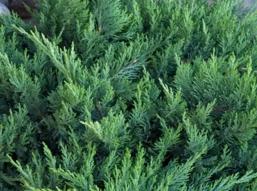 Juniper New Blue Tamarix