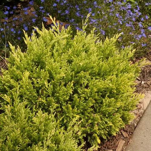 [2809603] Juniper Good Vibrations Gold