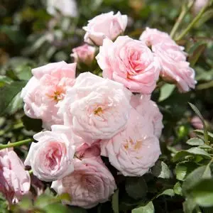 Rose Sweet Drift