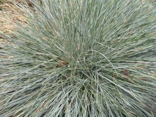 [3457601] Fescue Beyond Blue