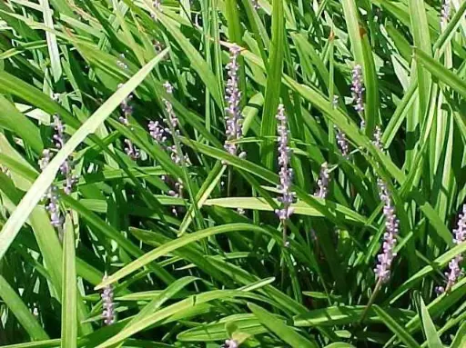 [3604601] Lily Turf Creeping