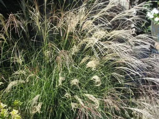 [3660602] Maiden Grass Little Kitten