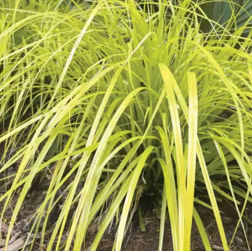 [3795601] Sedge Evercolor Everillo