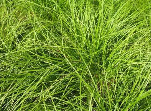 [3803601] Sedge Pennsylvania