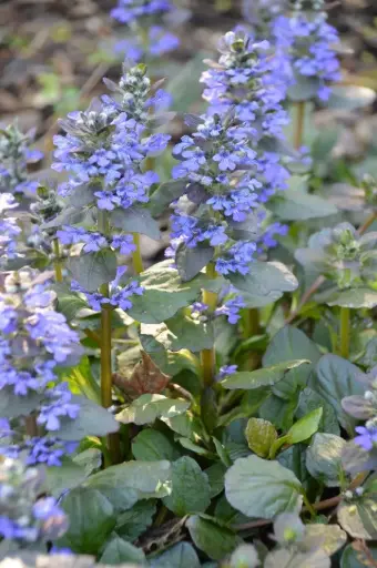 [3944601] Bugleweed Caitlin's Giant