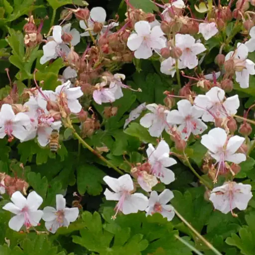 [4026601] Geranium Biokovo