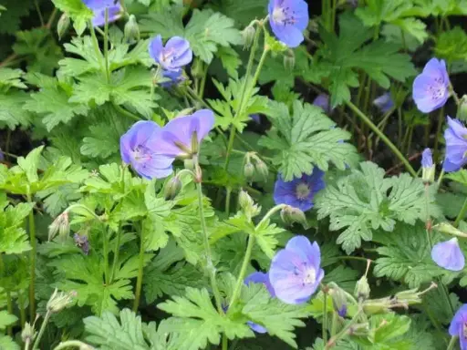 [4027601] Geranium Johnson's Blue