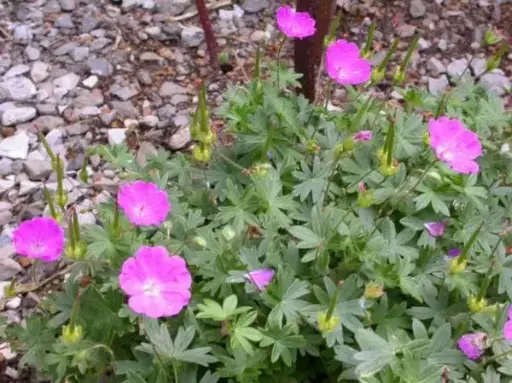 [4036601] Geranium Max Frei