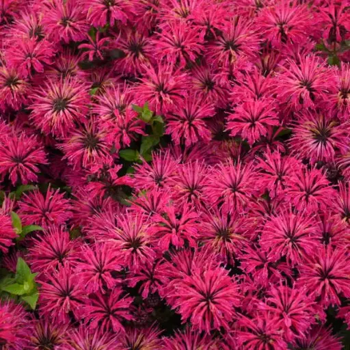 [7163601] Bee Balm Leading Lady Razzberry