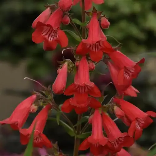[7185601] Beardtongue Quartz Red