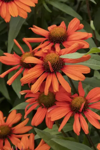 [7267601] Coneflower Kismet Intense Orange