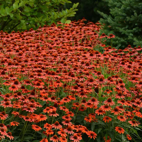 [7362601] Coneflower Flamenco Sombrero Orange