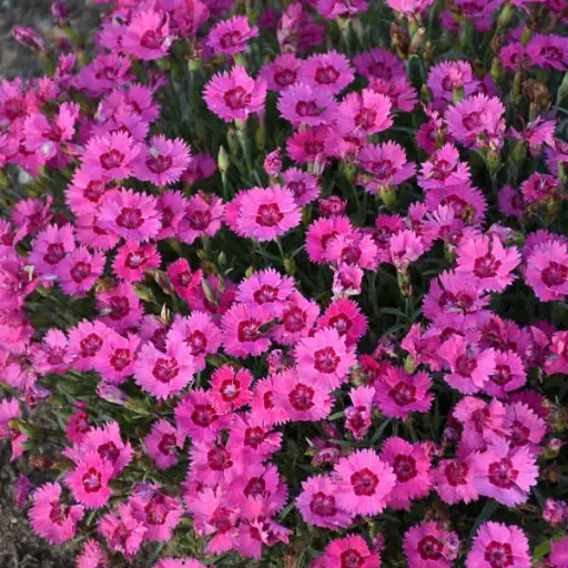 [7524601] Dianthus Paint the Town Fancy