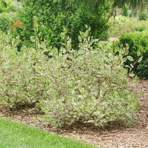 [1522602] Dogwood Sgt. Pepper