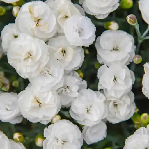 [7537601] Dianthus Whipped Cream