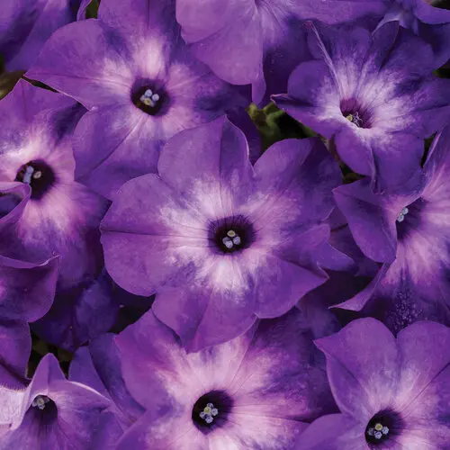 [8818645] PW Petunia Supertunia Blue Tiara