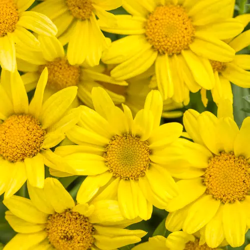[8750645] PW Marguerite Daisy Golden Butterfly