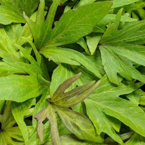 [8874645] PW Sweet Potato Vine Sweet Caroline Medusa Green