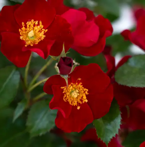 Rose Scarlet Drift