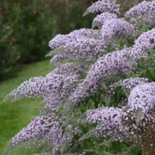 [1452603] Butterfly Bush Grand Cascade