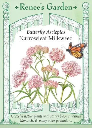 [5722] Milkweed Narrowleaf
