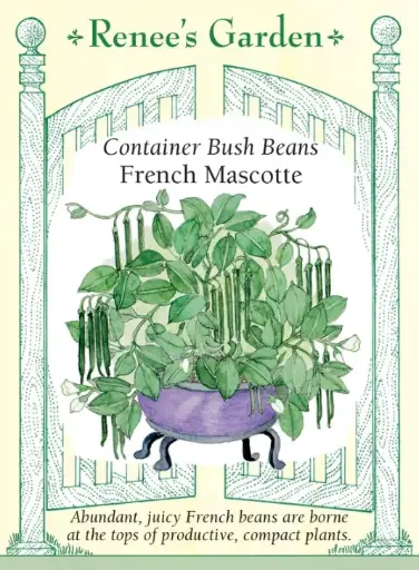 [5972] Bean Bush French Mascotte