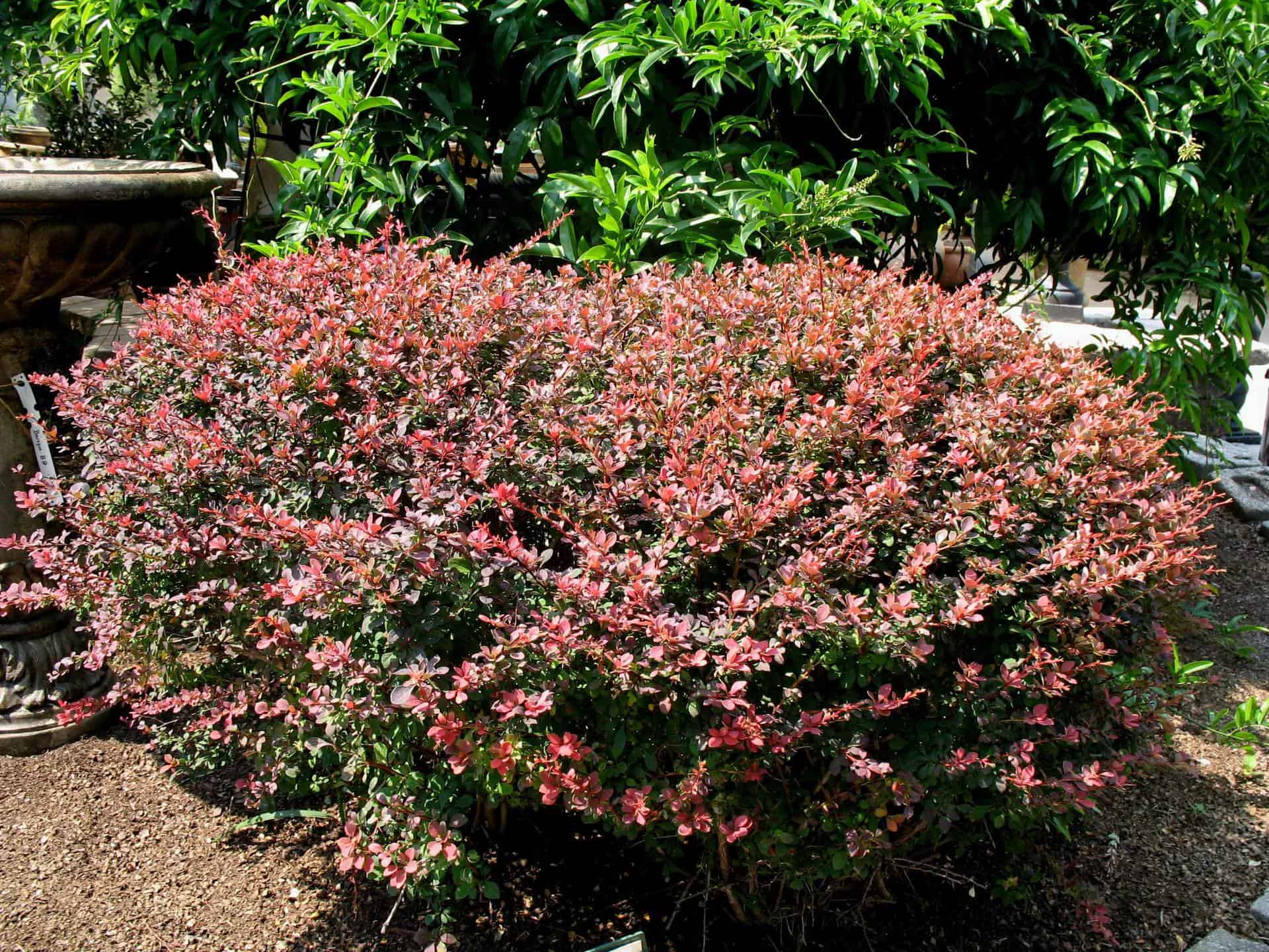 Berberis glow rose barberry rosy thunbergii atropurpurea var dogwood kousa plants shrubs plant problems grimmsgardens Rose glow barberry plant