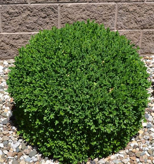 Green Velvet Boxwood 5 Container Grimms Gardens