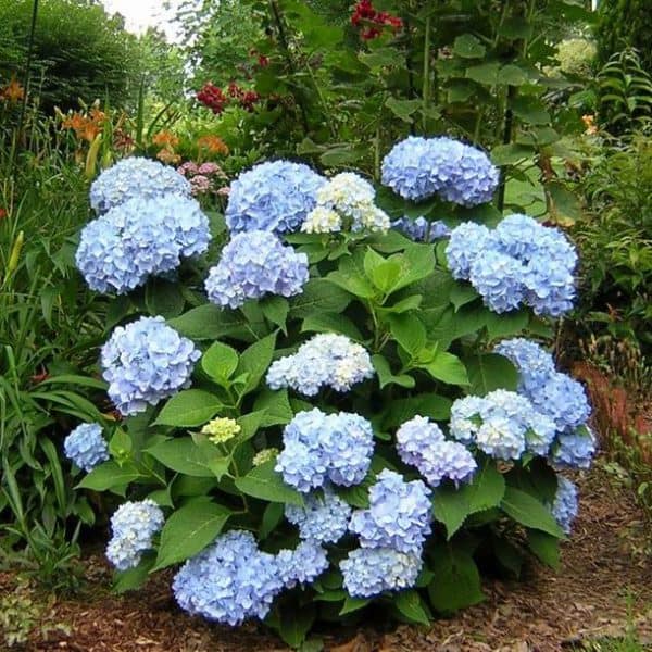 Endless Summer Hydrangea bush in full bloom, light blue globe shaped blooms with dark green foliage
