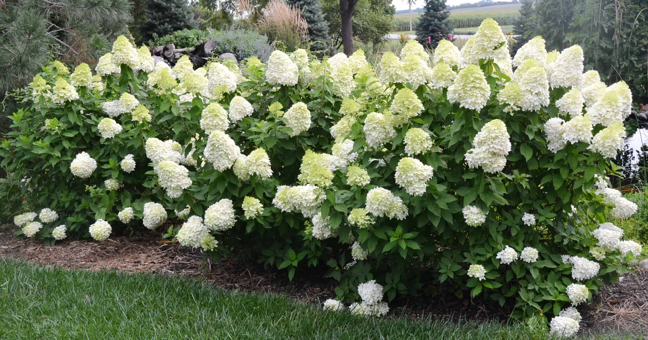 Limelight Hydrangea - 2 Gallon Container - Grimm's Gardens