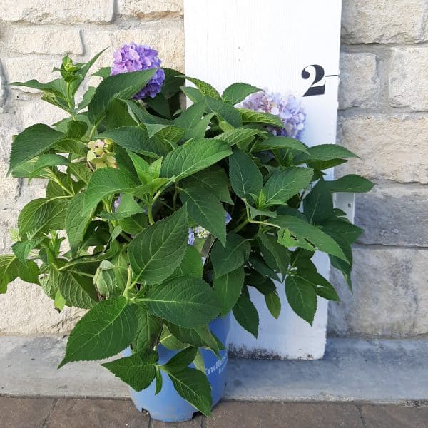 Endless Summer hydrangea in front of a measuring board, 2 feet tall including a 2 gallon pot