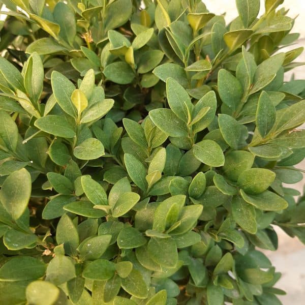 Green Velvet Boxwood – #7 Container