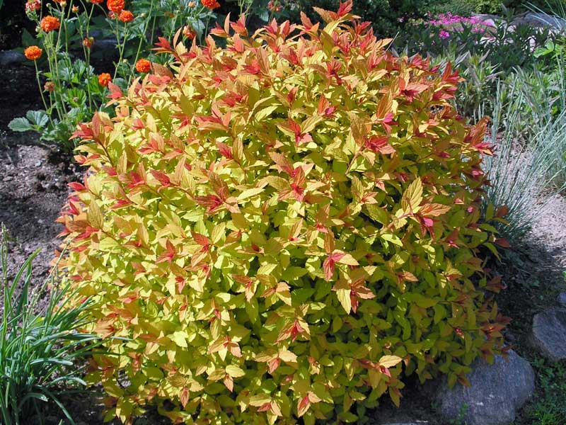 Magic Carpet Spirea - 2 Gallon Container - Grimm's Gardens