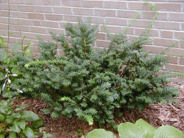 Wardii Yew – 5 Gallon Container