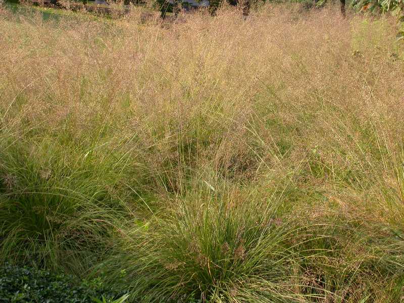 Prairie dropseed store